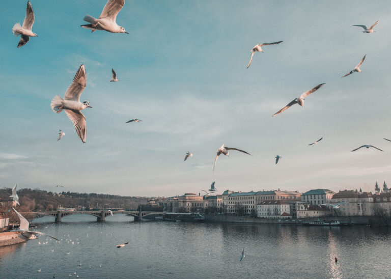 Coping with the never ending winter lockdown: The expat edition