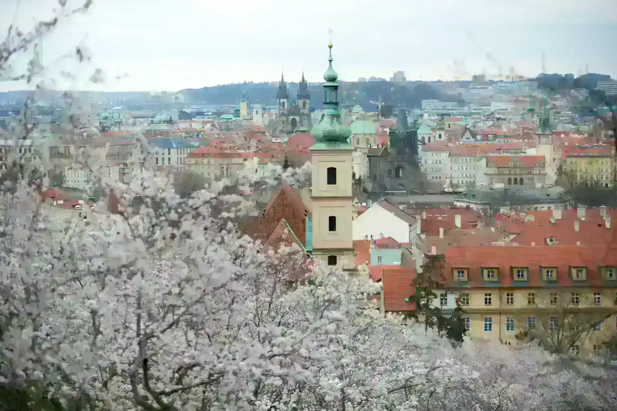 photo of prague with spring blossoms