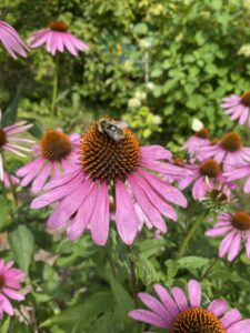 bee on pink flower