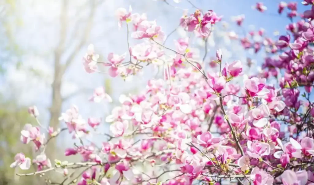 pink blossoms in the sunlight