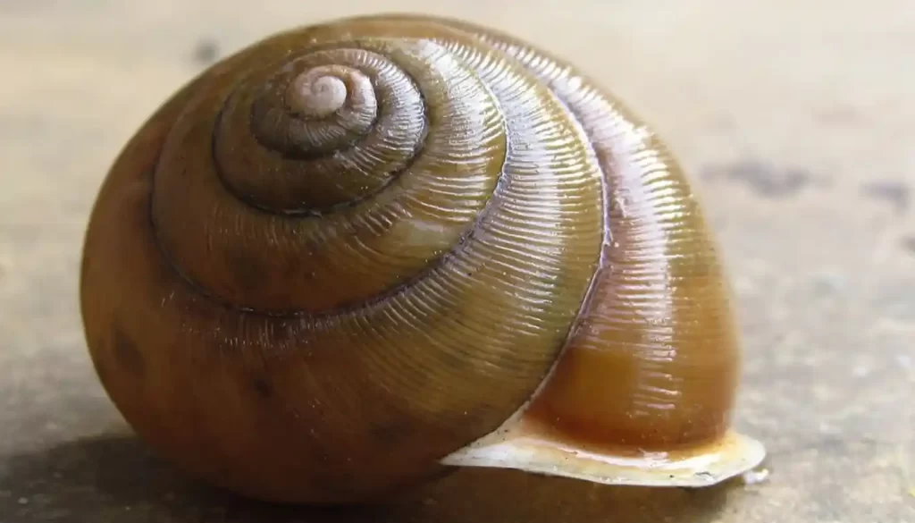 snail shell