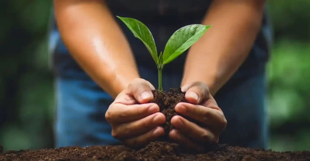 hands holding seedling with soil