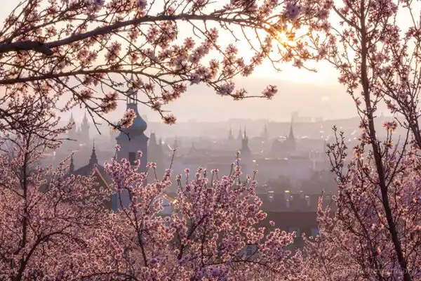 Picture of Prague taken through trees